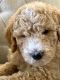 Golden Doodle Puppies for sale in Riverside, CA, USA. price: $2,700