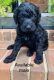 Golden Doodle Puppies for sale in Fitzgerald, GA 31750, USA. price: NA