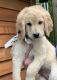 Golden Doodle Puppies for sale in Gig Harbor, WA, USA. price: NA