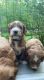 Golden Doodle Puppies for sale in Elyria, OH 44035, USA. price: NA
