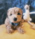 Golden Doodle Puppies for sale in Fort Wayne, IN, USA. price: $1,200