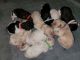 Golden Doodle Puppies for sale in Duncan, SC, USA. price: NA