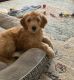 Golden Doodle Puppies for sale in Keller, TX 76244, USA. price: $1,500