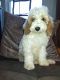 Golden Doodle Puppies for sale in Greenville, SC, USA. price: NA