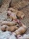 Golden Doodle Puppies for sale in Bend, OR, USA. price: $2,500