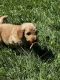 Golden Doodle Puppies for sale in Warren, PA 16365, USA. price: NA