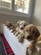 Golden Doodle Puppies
