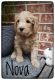 Golden Doodle Puppies for sale in Due West, SC 29639, USA. price: NA