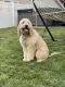 Golden Doodle Puppies for sale in Randolph, NY 14772, USA. price: NA