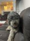 Golden Doodle Puppies for sale in Tampa, FL, USA. price: $1,000