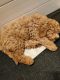 Golden Doodle Puppies for sale in Cottonwood Heights, UT 84093, USA. price: NA