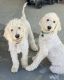 Golden Doodle Puppies for sale in Winchester, CA 92596, USA. price: $10,000