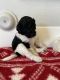 Golden Doodle Puppies for sale in Queen Creek, AZ, USA. price: NA