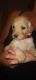 Golden Doodle Puppies for sale in Tonopah, AZ 85354, USA. price: $950