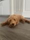 Golden Doodle Puppies for sale in Santa Monica, CA 90404, USA. price: NA