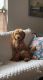 Golden Doodle Puppies for sale in Edmond, OK, USA. price: NA