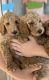 Golden Doodle Puppies for sale in Portland, OR, USA. price: $1,500