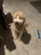 Golden Doodle Puppies for sale in Seffner, FL 33584, USA. price: $1,500