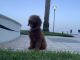 Golden Doodle Puppies for sale in Miami, FL 33131, USA. price: NA