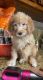 Golden Doodle Puppies for sale in Shoshone, ID 83352, USA. price: $1,100