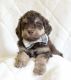 Golden Doodle Puppies for sale in Beach City, OH 44608, USA. price: NA