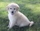 Golden Doodle Puppies for sale in Bloomington, IN, USA. price: $600