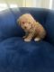 Golden Doodle Puppies for sale in Miramar, FL, USA. price: $3,000