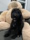 Golden Doodle Puppies for sale in Fayetteville, AR, USA. price: NA
