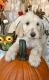 Golden Doodle Puppies for sale in Dallas, TX, USA. price: $1,800