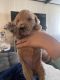 Golden Doodle Puppies for sale in Maple Shade, NJ, USA. price: $1,500