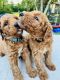 Golden Doodle Puppies for sale in Kenosha, WI, USA. price: $1,800