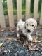 Golden Doodle Puppies for sale in Newnan, GA 30263, USA. price: $500