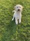 Golden Doodle Puppies for sale in Boise, ID, USA. price: $650
