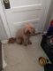Golden Doodle Puppies for sale in Augusta, GA 30904, USA. price: NA