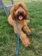 Golden Doodle Puppies for sale in Moorpark, CA 93021, USA. price: $500