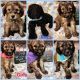 Golden Doodle Puppies for sale in McCordsville, IN 46055, USA. price: NA