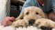 Golden Doodle Puppies for sale in Ocala, FL, USA. price: $1,200