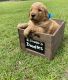 Golden Doodle Puppies for sale in Marion, SC 29571, USA. price: NA