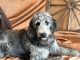 Golden Doodle Puppies for sale in Dundee, OH 44624, USA. price: $300