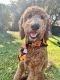 Golden Doodle Puppies for sale in Vista, CA, USA. price: NA