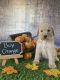 Golden Doodle Puppies for sale in Williamston, SC, USA. price: $1,500
