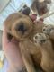 Golden Doodle Puppies for sale in Colorado Springs, CO, USA. price: $3,500