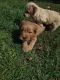 Golden Doodle Puppies for sale in Stratford, CT, USA. price: NA