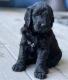 Golden Doodle Puppies for sale in Richlands, NC 28574, USA. price: $1,000