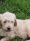 Golden Doodle Puppies for sale in Spartansburg, PA 16434, USA. price: $200