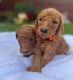Golden Doodle Puppies for sale in Englewood, CO, USA. price: $1,800