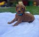 Golden Doodle Puppies for sale in Englewood, CO, USA. price: NA