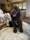 Golden Doodle Puppies for sale in Perry, OK 73077, USA. price: NA