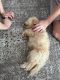 Golden Doodle Puppies for sale in Sacramento, CA, USA. price: $1,700
