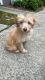 Golden Doodle Puppies for sale in Cobb County, GA, USA. price: NA